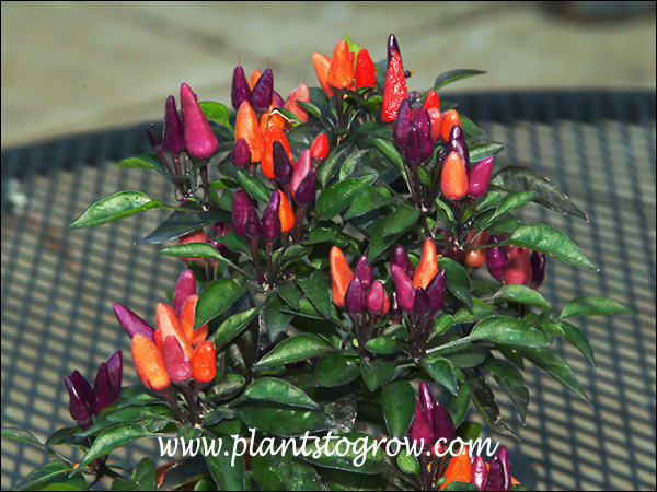 Explosive Embers Ornamental Pepper (Capsicum annuum) 
Very colorful with red, purple and orange peppers.